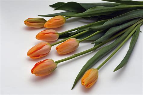 Gambar Alam Menanam Daun Bunga Jeruk Makanan Musim Semi