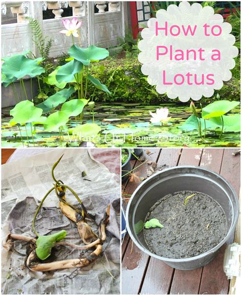 How To Plant A Lotus Whats Ur Home Story