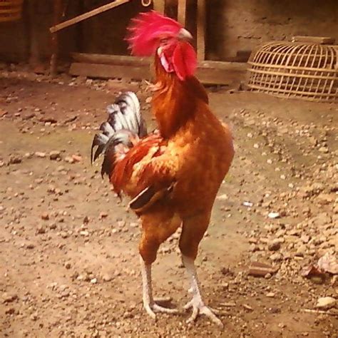 Suara Dan Karakteristik Ayam Pelung Om Kicau