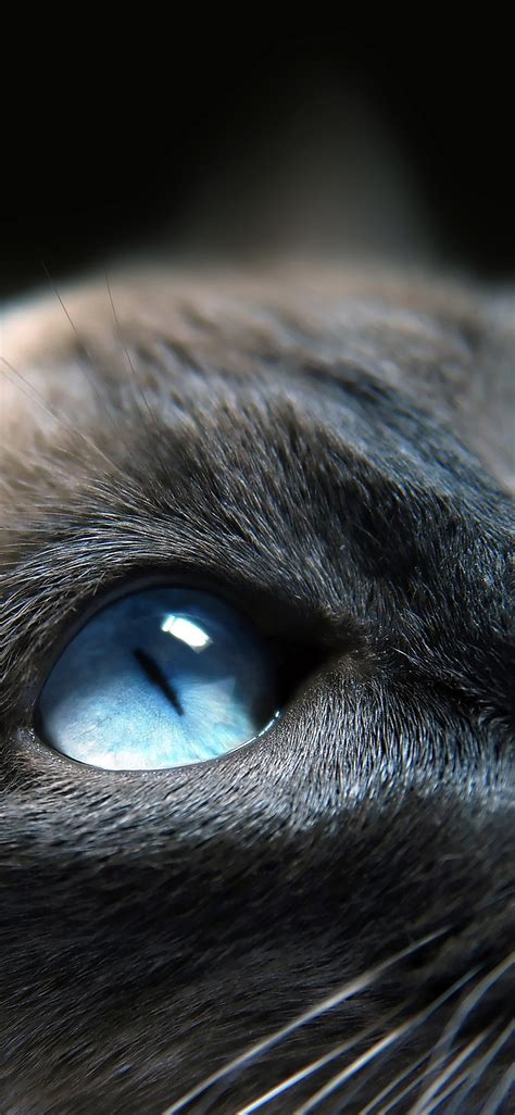 Cats Blue Eye Cute Iphone X Wallpapers Free Download
