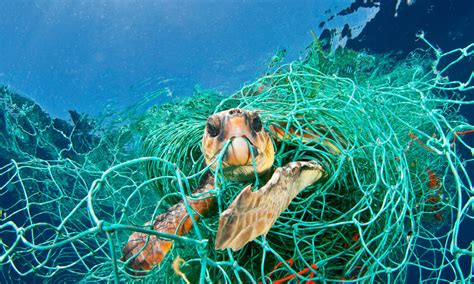 I've looked at the srd and there's nothing. How long do sea turtles live? And other sea turtles facts ...