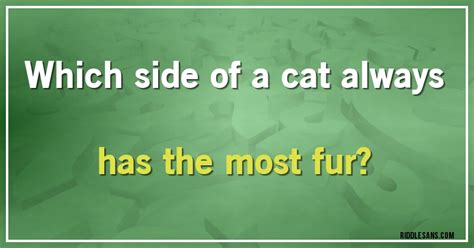 Which Side Of A Cat Always Has The Most Fur