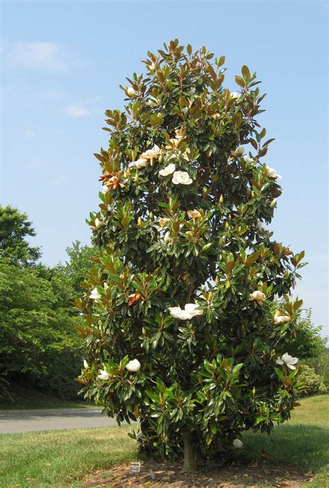 Magnolia Flowers Varieties And Planting Tips Flower Magazine
