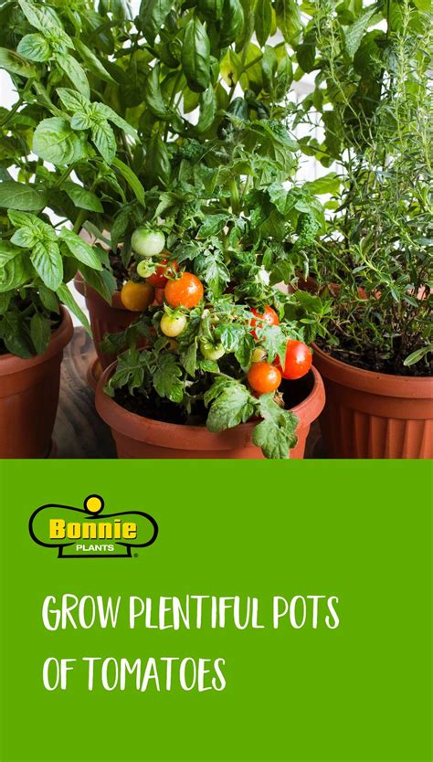 How To Grow Tomatoes In Pots Growing Vegetables Growing Tomatoes