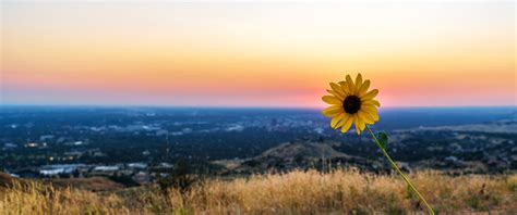 Sunset Flower