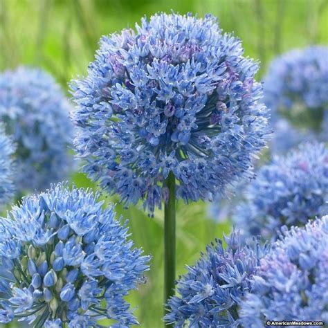 Blue Allium Caeruleum Bulb Flowers Allium Flowers Perennial Bulbs