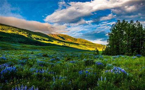 Wallpaper Usa Colorado Beautiful Nature Mountains Meadows Flowers