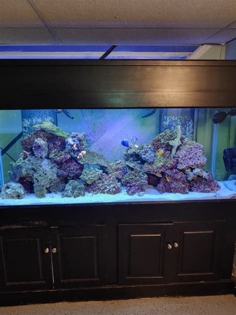 Large Build My 210 Gallon Steal Reef2reef Saltwater And Reef