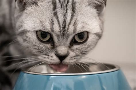 Unfortunately, giving cats spicy foods can potentially make them seriously ill. Can Cats Eat Beans? - PETR ΞVIEWZ