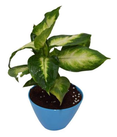 Green Living Indoor Plant Dieffenbachia In Blue Fiber Pot Buy Green
