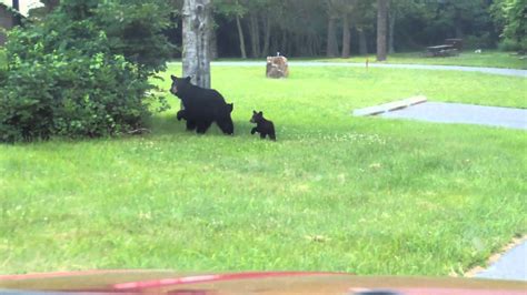 Black Bear And Cubs Youtube
