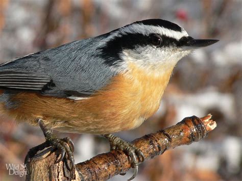 Red Breasted Nuthatch Wild Delightwild Delight