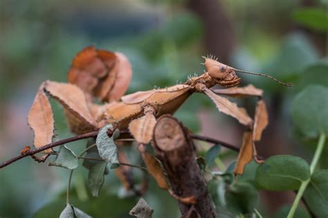 Giant Prickly Stick Reptiles And Amphibians Reptile Habitat Stick