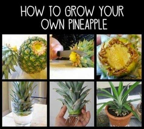 How To Grow Your Own Pineapple Plant Organicgardening My Favorite