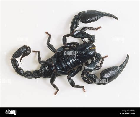 Emperor Scorpion Pandinus Imperator View From Above Stock Photo Alamy