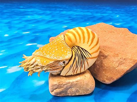 Chambered Nautilus Prehistoric By Collecta Animal Toy Blog