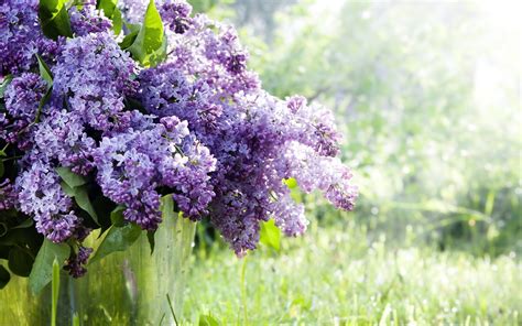 Hd Lilac Wallpapers Free Download Pixelstalk Net