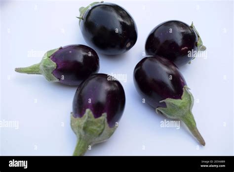 Brinjal Baingan Also Known As Eggplant Or Aubergine Botanical Name Of