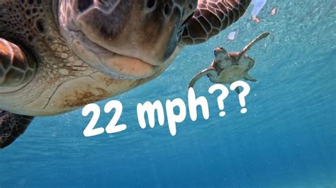 How Fast Can A Sea Turtle Swim The Turtle Hub