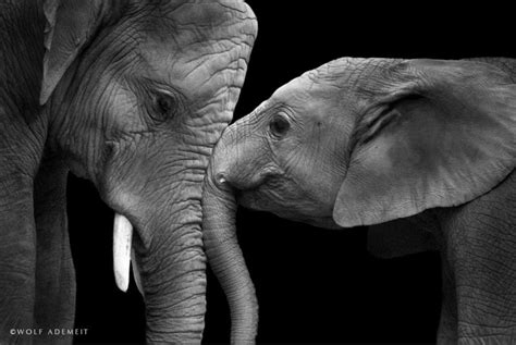 Elephant Love Photographer Shows The Emotional Side Of