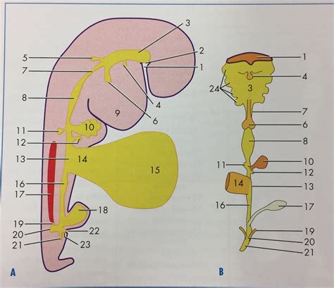 Embryology Lab Exam 2 Chick Gut Diagram Diagram Quizlet
