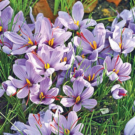 Buy Saffron Fall Blooming Crocus Brecks