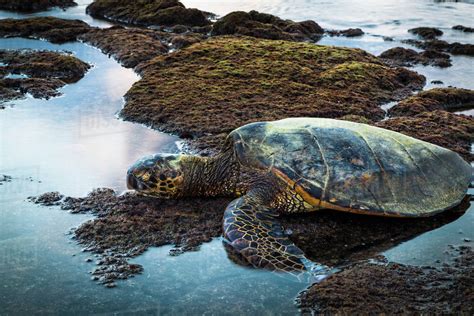 Hawaiian Green Sea Turtle Chelonia Mydas Resting In Tide Pool Kaloko Honokohau National
