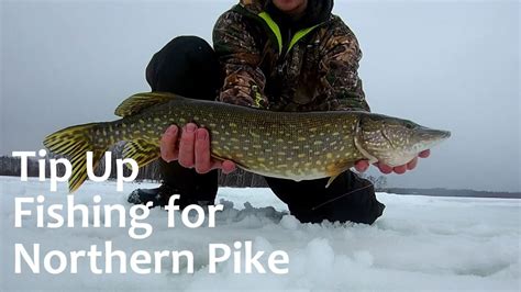Catching A Pike On A Tip Up Youtube