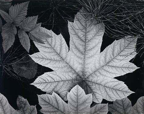 Leaf By Ansel Adams Ansel Adams Ansel Adams Photography Black And