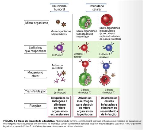 Imune Humoral E Celular