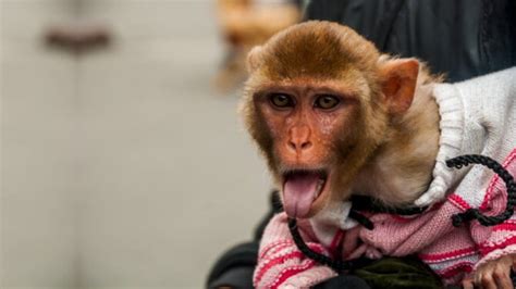 Can Monkeys Make Good Pets Are They Friendly To Humans