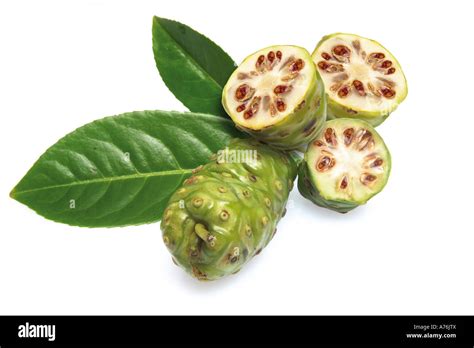 Noni Fruits Morinda Citrifolia Stock Photo Alamy