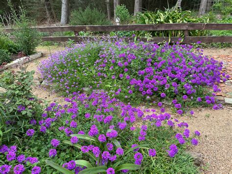 Lisa Bonassins Garden More Pictures Of Homestead Purple Verbena And
