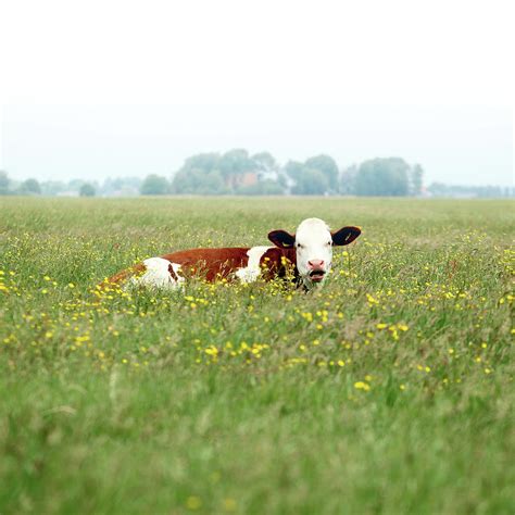 Resting Cow In Field Photograph By Marceltb