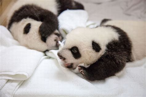 The Worlds Only Surviving Giant Panda Triplets Unveiled In China