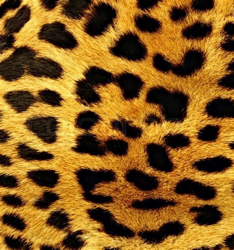 Natural Pattern Of Leopard Fur In Detail Stock Photo Colourbox