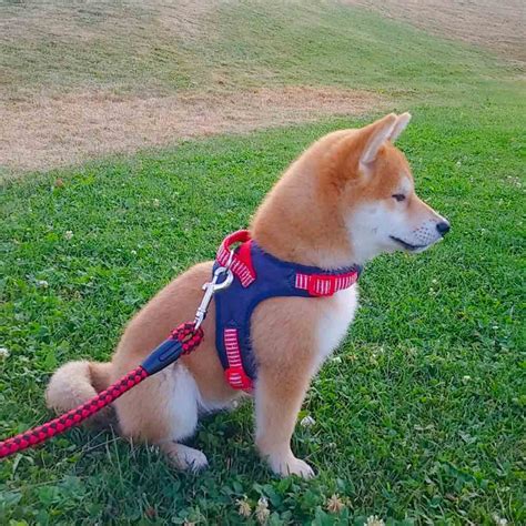 ᐈ Shiba Inu All About Dog Breed — Koufukuna ️inu