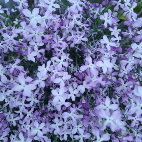 Matthiola Longipetala Subsp Bicornis Night Scented Stock Uploaded