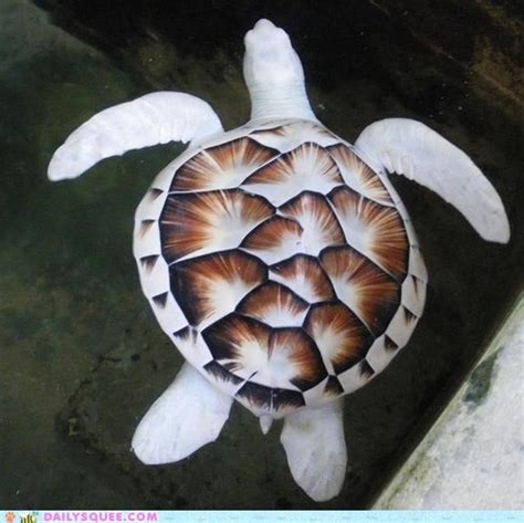Albino Sea Turtle Barnorama