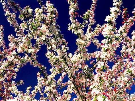 Spring Trees And Flowers Wallpapers Full Hd Earthly
