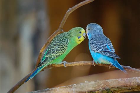 Are Parakeets Parrots Question And Answer