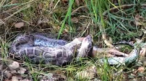 viral news burmese python swallows a whole deer in a viral video from dudhwa national park