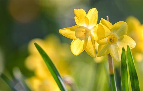 Yellow Daffodils Flowers Spring Wallpapers Wallpaper Cave