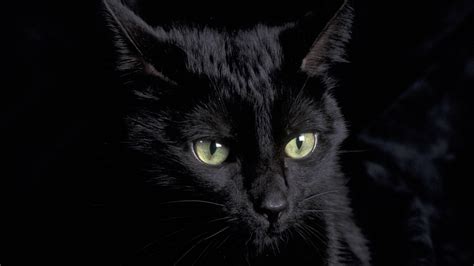 Download Black Cat Cats Wallpaper By Barbarapearson Black Cat Eyes