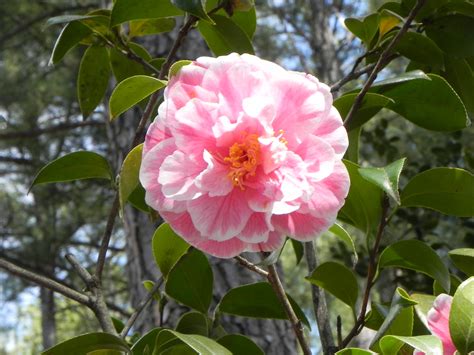 White And Pink Color Japanese Camellia Flower Nature Photo Gallery