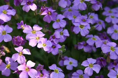Tiny purple flower nature plant spring garden blossom macro bloom. .: Small Purple Flowers :. by K-O-R-I-I on DeviantArt
