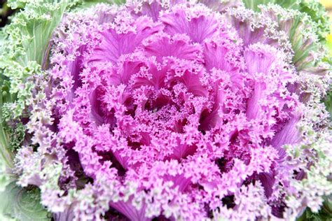 Cabbage Plant Flower