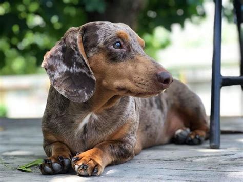 Pin By Trucy Baker On I Love Doxies Dogs Animals