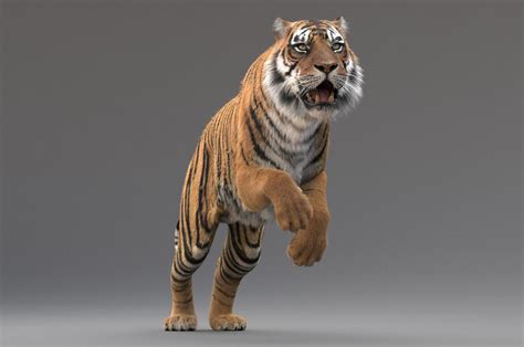 Tiger 3d Model Rigged With Fur Best Of 3d Models