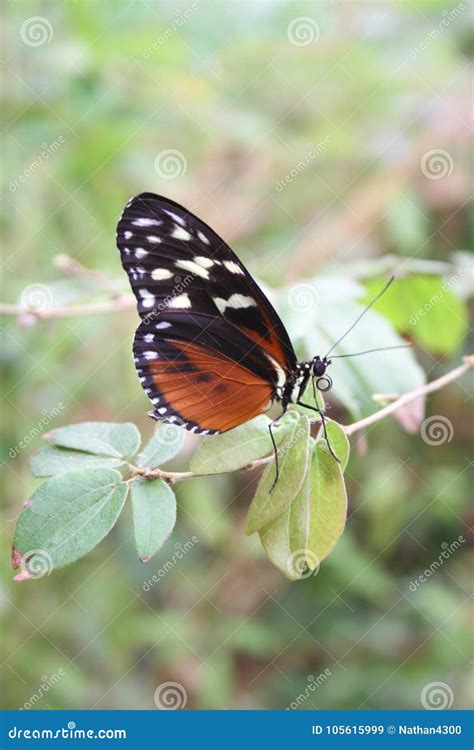 Black Orange And White Butterfly In The Saint Louis Zoo Stock Image
